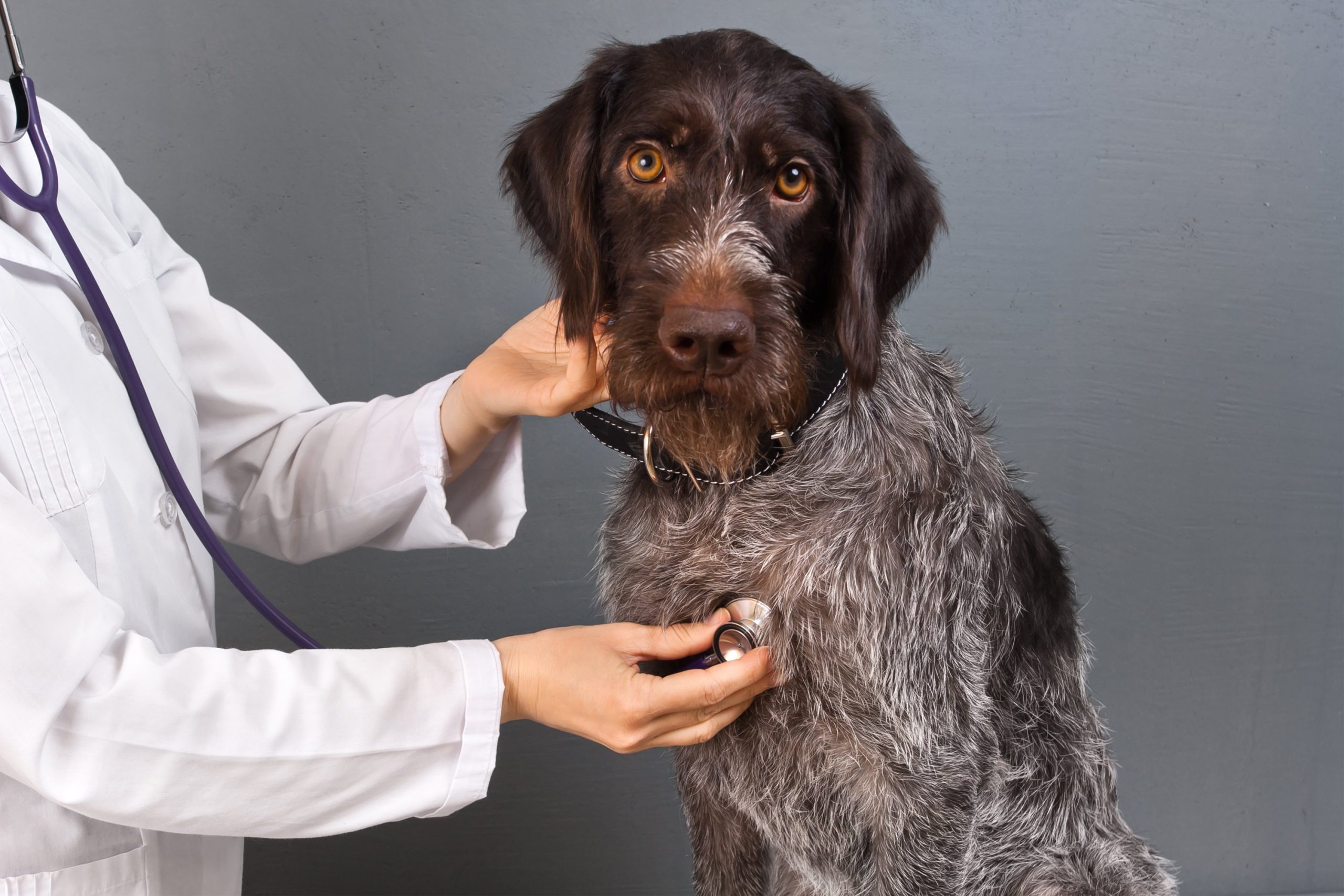 dog-training-atlanta-roswell-alpharetta-milton