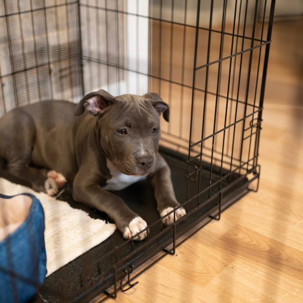 crate-train-dog