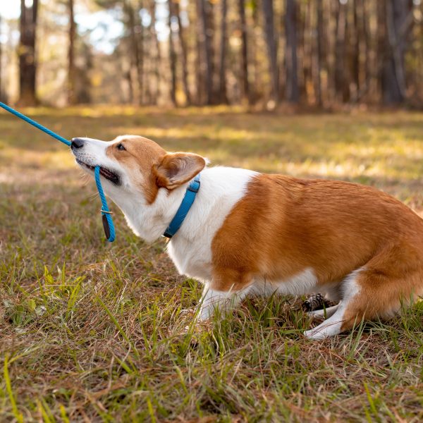 dog-biting-leash